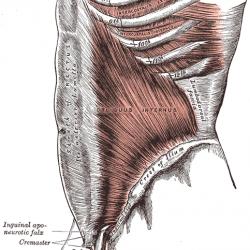 What You Need to Know About Fascia and Your Health