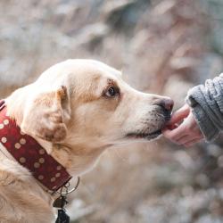 What Every Pet Owner Needs to Know About How Pets Affect Your Health